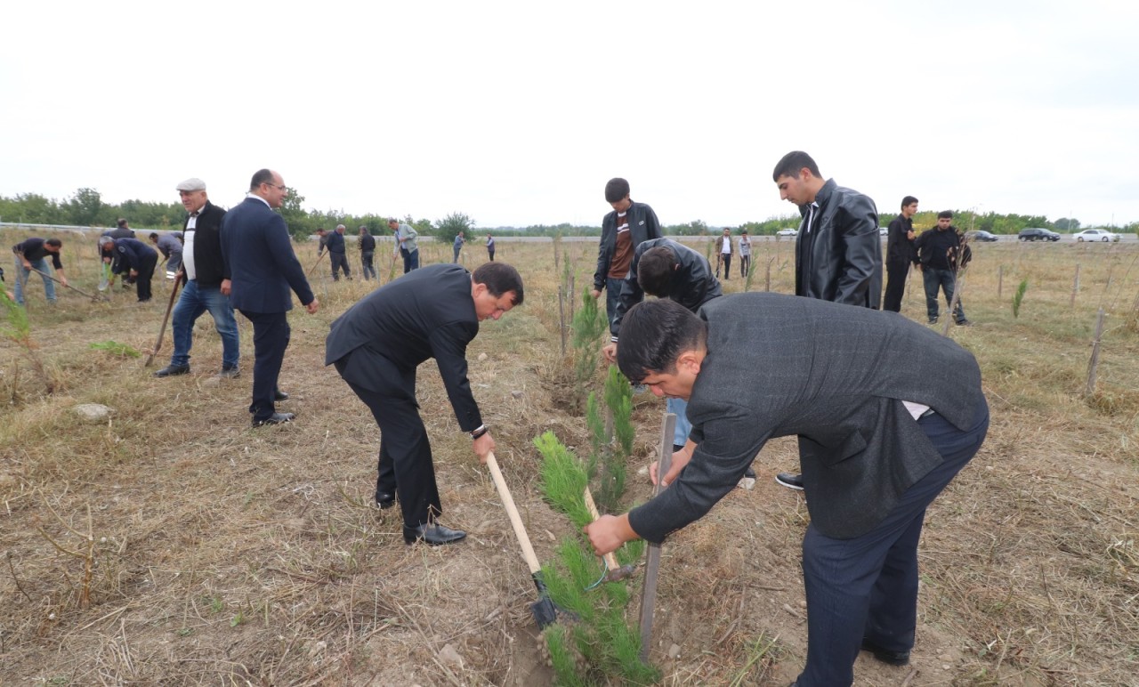 Qazaxda ağacəkmə aksiyası keçirildi - FOTOLAR